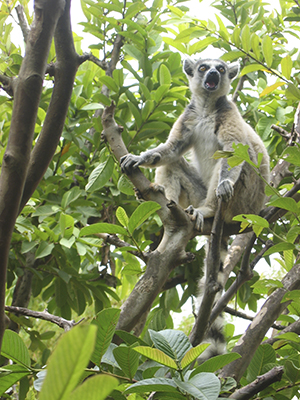 Lemur in Andasibe National Park